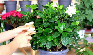 栀子花如何养得好（栀子花怎么养得好）