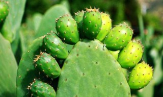 养殖仙人掌果的注意事项 养殖仙人掌果的注意事项有