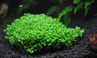 矮珍珠和爬地珍珠区别 爬地矮珍珠和爬地珍珠的区别