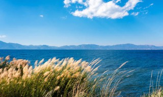 用什么除草剂可以治芦苇（芦苇用什么除草剂除草）