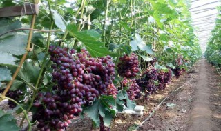 葡萄苗几年结果（阳光玫瑰葡萄苗几年结果）