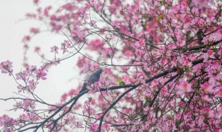 柳州紫荆花什么时候开 柳州紫荆花什么时候开2022