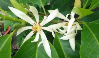 白兰花哪里有卖 白兰花哪里买