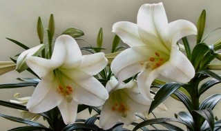百合的种植方法 卷丹百合的种植方法