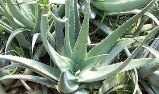 芦荟的养殖方法（芦荟的养殖方法和注意事项）