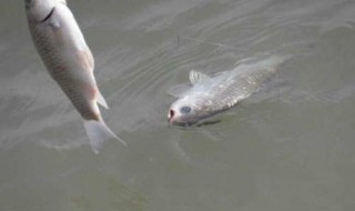 钓小鲫鱼应该用什么饵料 钓小鲫鱼应该用什么饵料最好