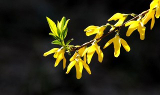 连翘有哪些品种 连翘的主产地