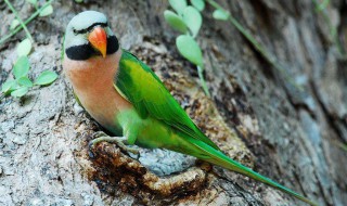 大绯胸鹦鹉什么时候开始学说话 大绯胸鹦鹉什么时候开始教说话?