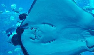 魔鬼鱼形态特征（魔鬼鱼形态特征描述）