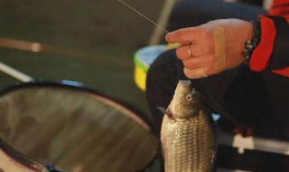 调钓与钩饵状态的关系（调钓与钩饵状态的关系是）