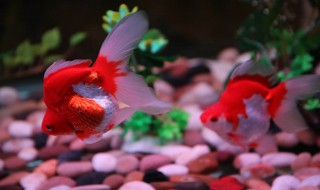 什么鱼招财（办公室养什么鱼招财）