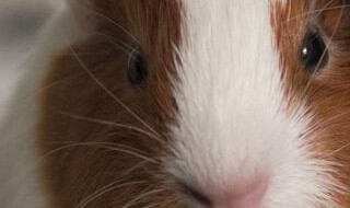 荷兰鼠形态特征（荷兰鼠形态特征描述）