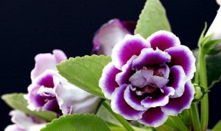 大岩桐如何养长得旺盛（大岩桐怎么养才能开花多）