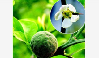 枳的养殖方法 枳的养殖方法和用途