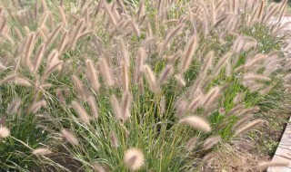 蒲苇的养殖方法 蒲苇的养殖方法视频