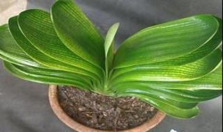 君子兰叶子发黄如何解决（君子兰叶子发黄如何解决视频）