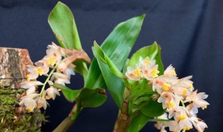 细叶石仙桃的养殖方法（石仙桃的养殖方法及注意事项）