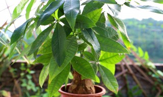 发财树叶子发黄是什么原因（发财树叶子发黄是什么原因,怎么补救）