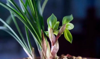 兰花的培养要点 兰花的培养要点是什么