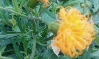 平卧菊三七的养殖方法 菊三七怎么养