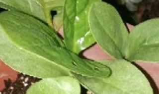 紫角叶的养殖方法 紫叶怎么养殖方法