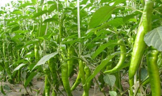 青椒种植和成熟时间 青椒种植时间和收获时间