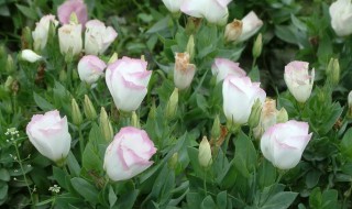 洋桔梗的种植方法 洋桔梗的种植方法和注意事项