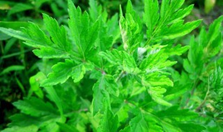 艾叶草的养殖方法（艾叶草的养殖方法视频）