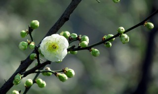 绿梅的养殖方法 绿梅的养殖方法和注意事项