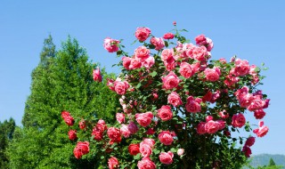 树状月季用什么砧木 树状月季用什么砧木嫁接成活率最高