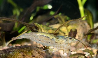 观赏鱼虾混养最佳搭配（观赏鱼虾混养搭配方案）