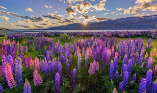 鲁冰花的寓意是什么 鲁冰花象征着什么