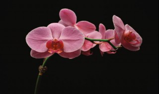 蝴蝶兰好养活吗 蝴蝶兰好养活吗几月份