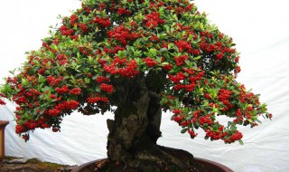 火棘怎么制作盆景 火棘怎样制作盆景