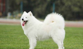 萨摩耶吃什么狗粮好（萨摩耶吃什么狗粮好消化）