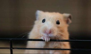 金丝熊怎么养（刚买回来的金丝熊怎么养）