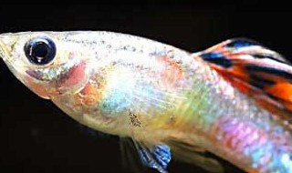 家里养什么鱼好 家里养什么鱼好,养几条最好