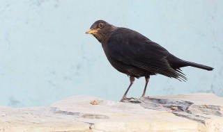 乌鸫会说话吗（乌鸫会说话吗讲解视频）