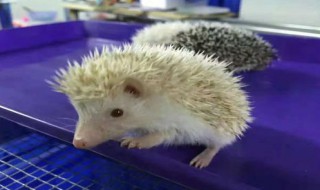 迷你刺猬好养吗 非洲迷你刺猬好不好养