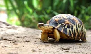 辐射龟吃什么 辐射龟吃什么草