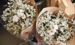 满天星如何进行扦插 满天星怎样扦插