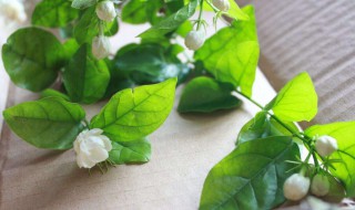 茉莉花成活率高吗（茉莉花成活率高吗百度百科）