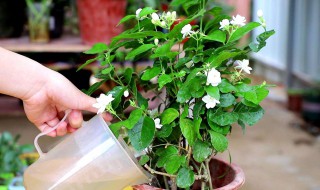 丁香花如何扦插繁殖 丁香花如何扦插繁殖技术