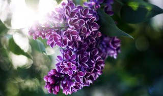 丁香花花期如何进行养护 丁香花日常养护