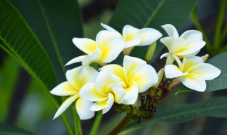 栀子花冬天是否落叶（栀子花冬天是否落叶了）