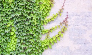 盆栽爬山虎如何繁殖（盆栽爬山虎如何繁殖视频）