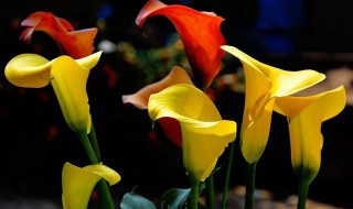 彩色马蹄莲的养护技巧（彩色马蹄莲的养护方法）