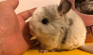 龙猫好养吗（龙猫好养吗?家养龙猫有哪些利弊!）