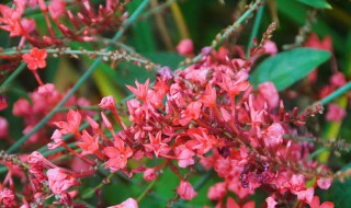 红雪花植物怎么养（红雪花植物怎么养好）