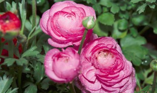 花毛茛什么时候种最好 花毛茛的养殖时间